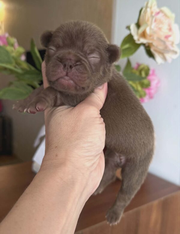 Kira French Bulldog Kira French Bulldog