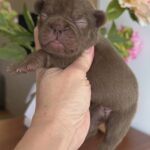 Kira-female-French-bulldog-puppy-for-sale-3
