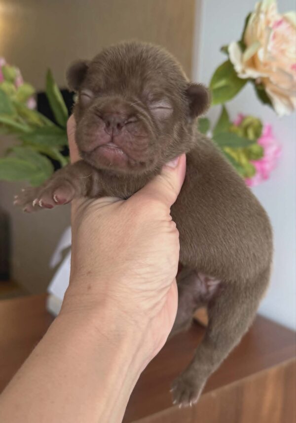 Kira French Bulldog Kira French Bulldog