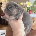 Kobe-male-French-bulldog-puppy-for-sale-1