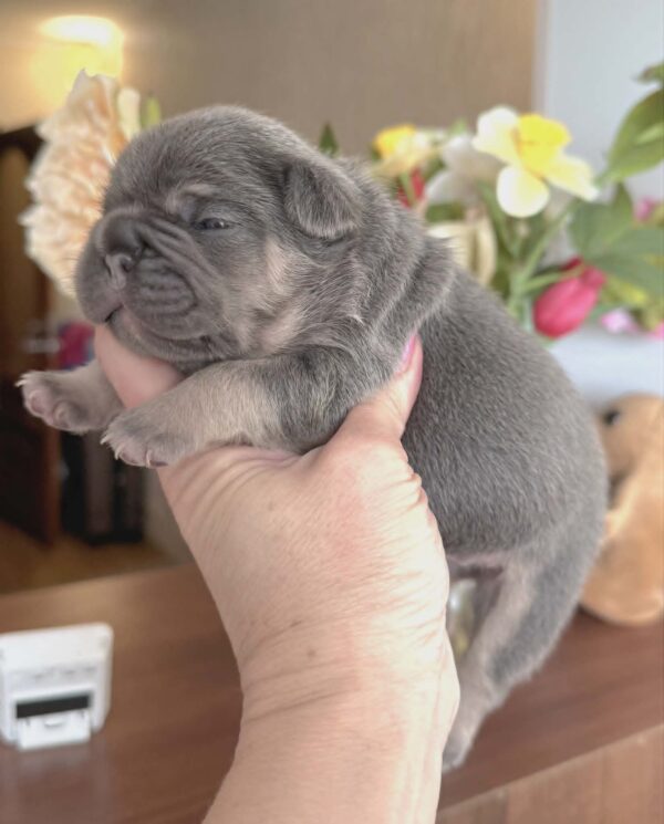 Kobe French Bulldog Kobe French Bulldog