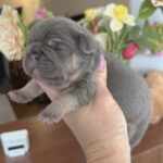 Kobe-male-French-bulldog-puppy-for-sale-2