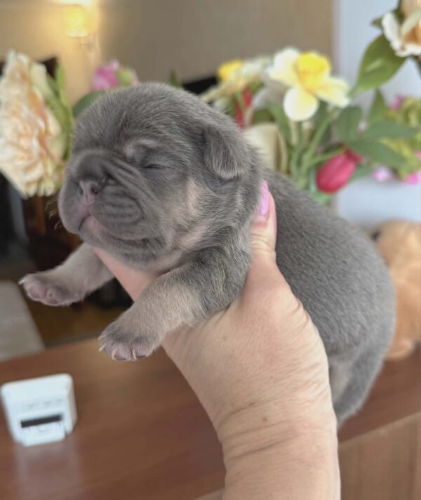 Kobe French Bulldog Kobe French Bulldog