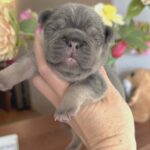 Kobe-male-French-bulldog-puppy-for-sale-3