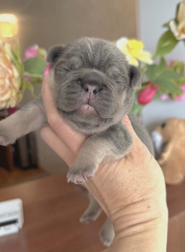 Kobe French Bulldog Kobe French Bulldog