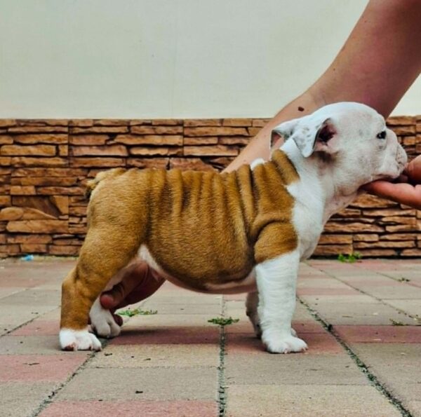 Kody English Bulldog Kody English Bulldog