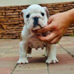 Kody-male-english-bulldog-puppy-for-sale- (2)