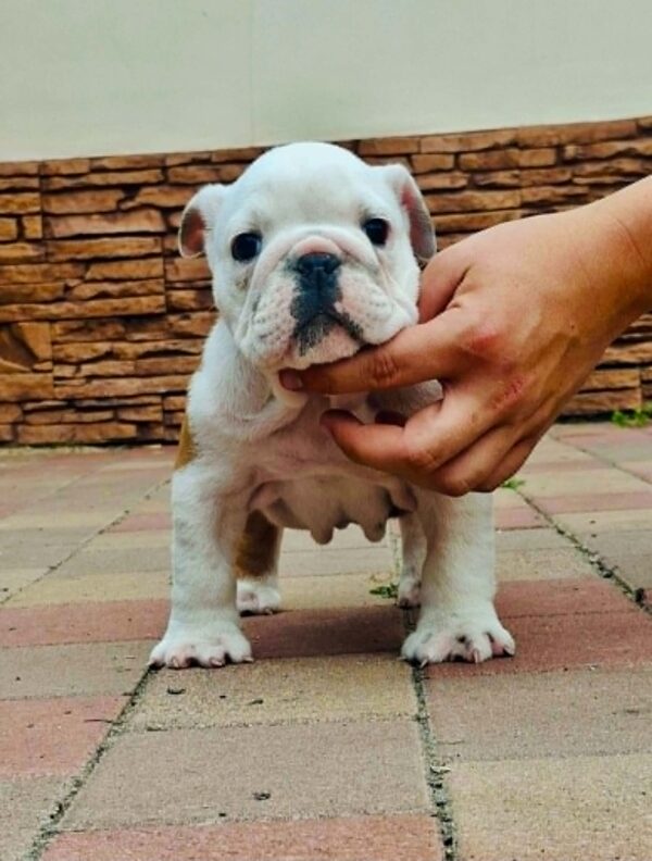 Kody English Bulldog Kody English Bulldog