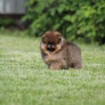 Lacey-female-Pomeranian-puppy-for-sale-1
