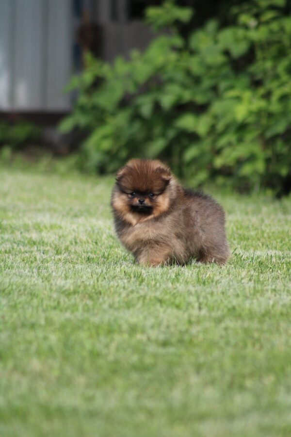 Lacey Pomeranian Lacey Pomeranian