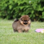 Lacey-female-Pomeranian-puppy-for-sale-2