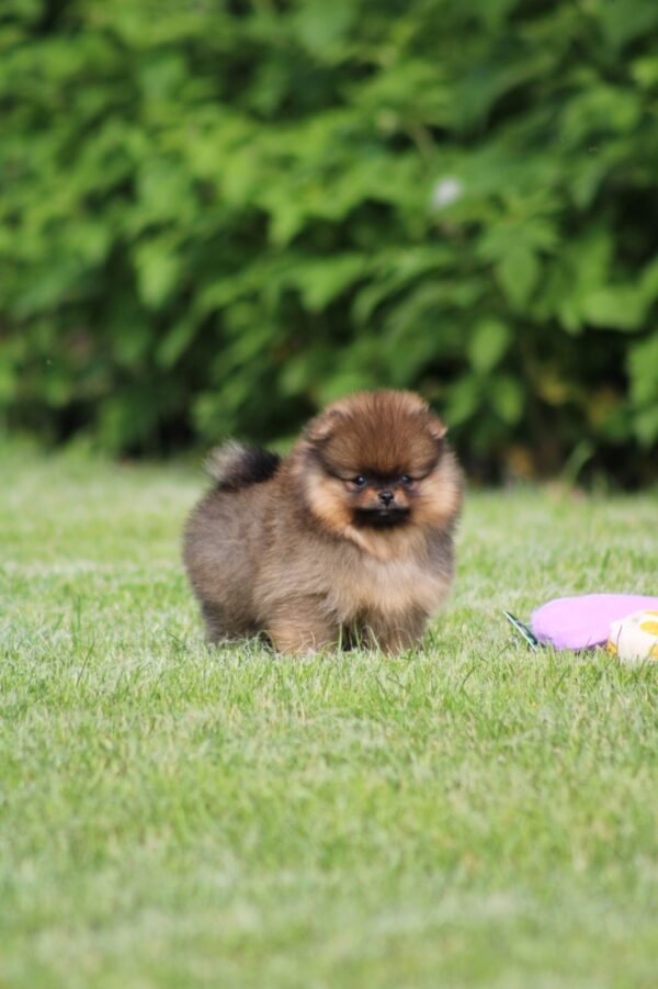 Lacey Pomeranian Lacey Pomeranian