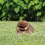 Lacey-female-Pomeranian-puppy-for-sale-3