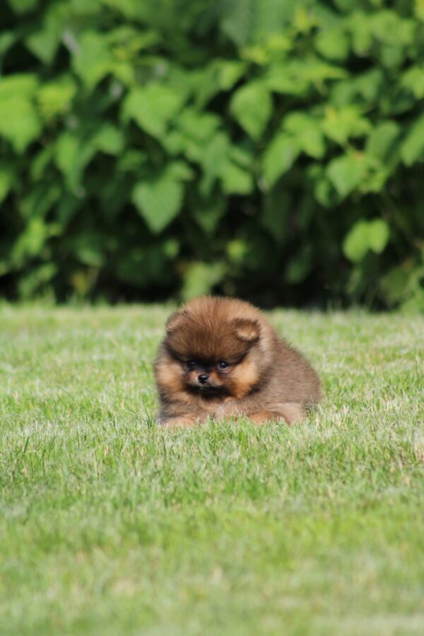 Lacey Pomeranian Lacey Pomeranian