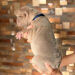 Lance-male-French-bulldog-puppy-for-sale-1