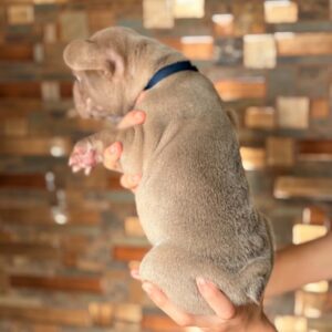 Lando French Bulldog Lando French Bulldog