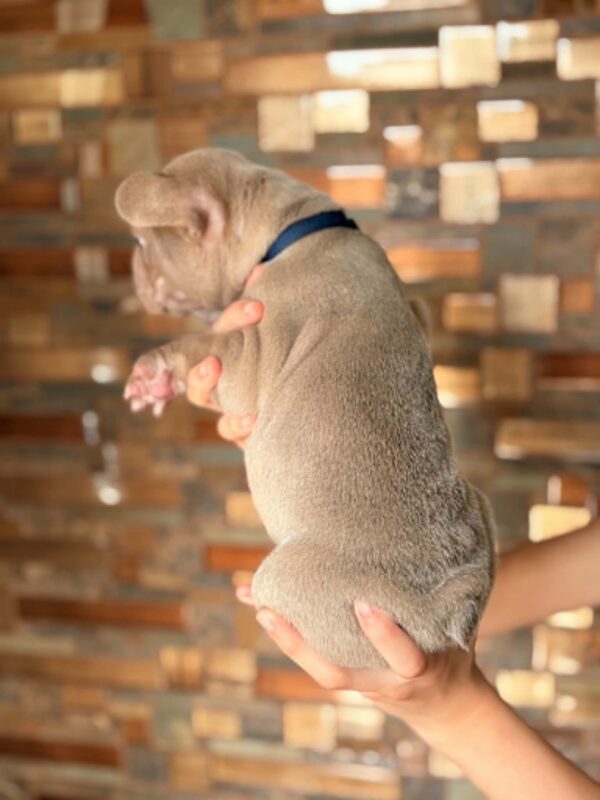 Lance French Bulldog Lance French Bulldog