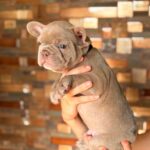 Lance-male-French-bulldog-puppy-for-sale-2