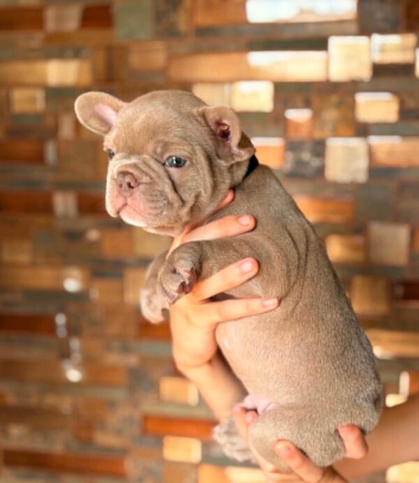Lance French Bulldog Lance French Bulldog