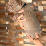 Lance-male-French-bulldog-puppy-for-sale-3