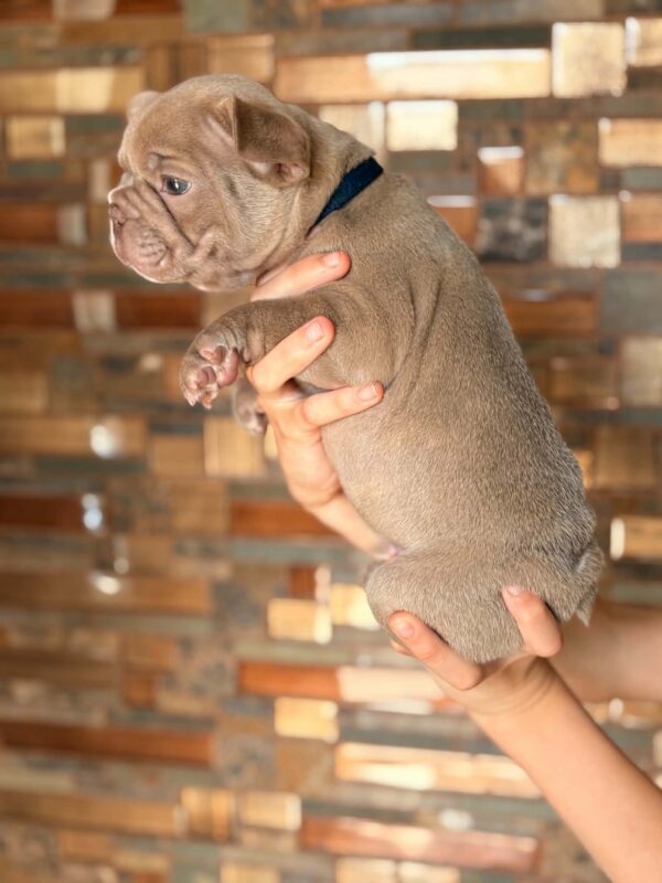 Lance French Bulldog Lance French Bulldog