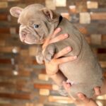 Lance-male-French-bulldog-puppy-for-sale-4