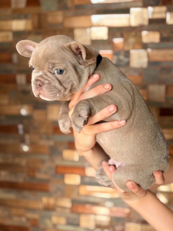 Lance French Bulldog Lance French Bulldog