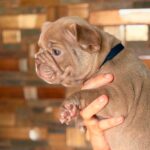 Lance-male-French-bulldog-puppy-for-sale-5