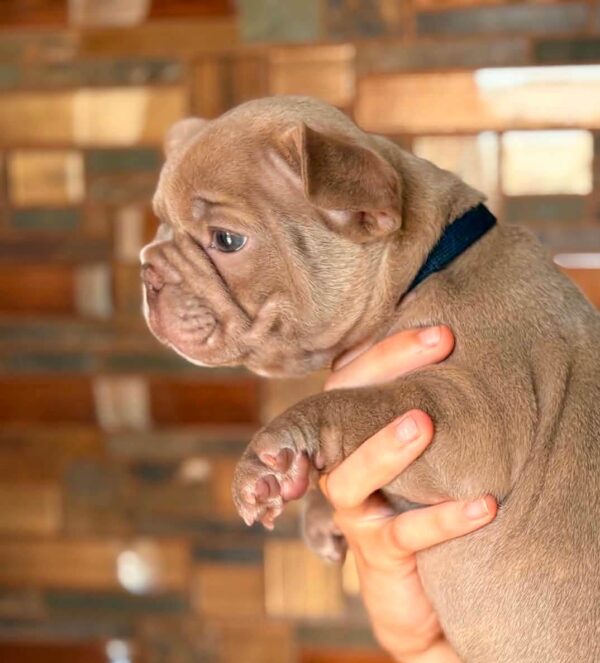 Lance French Bulldog Lance French Bulldog