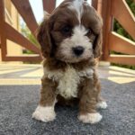 Lelle-female-cavapoo-puppy-for-sale- (1)