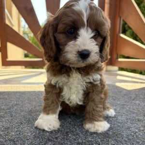 Lelle Cavapoo Lelle Cavapoo