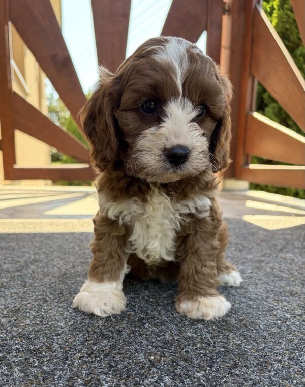 Lelle Cavapoo Lelle Cavapoo