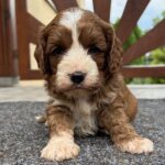 Lelle-female-cavapoo-puppy-for-sale- (1)