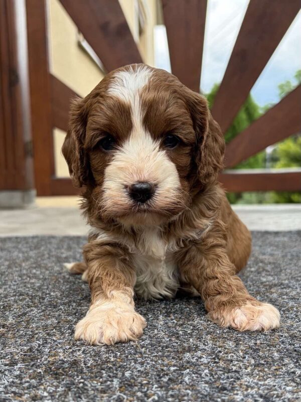 Lelle Cavapoo Lelle Cavapoo