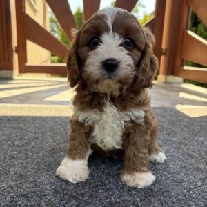 Lelle Cavapoo Lelle Cavapoo