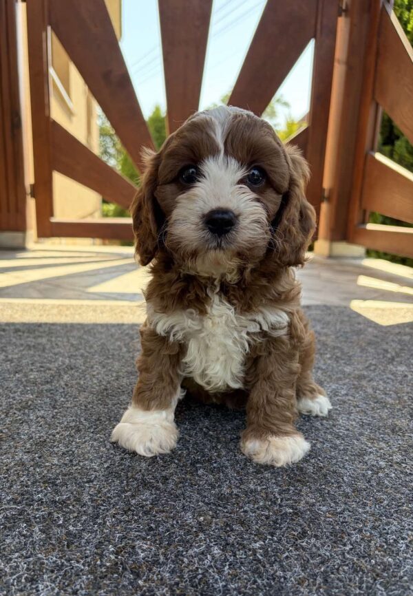 Lelle Cavapoo Lelle Cavapoo