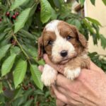 Lelle-female-cavapoo-puppy-for-sale- (2)