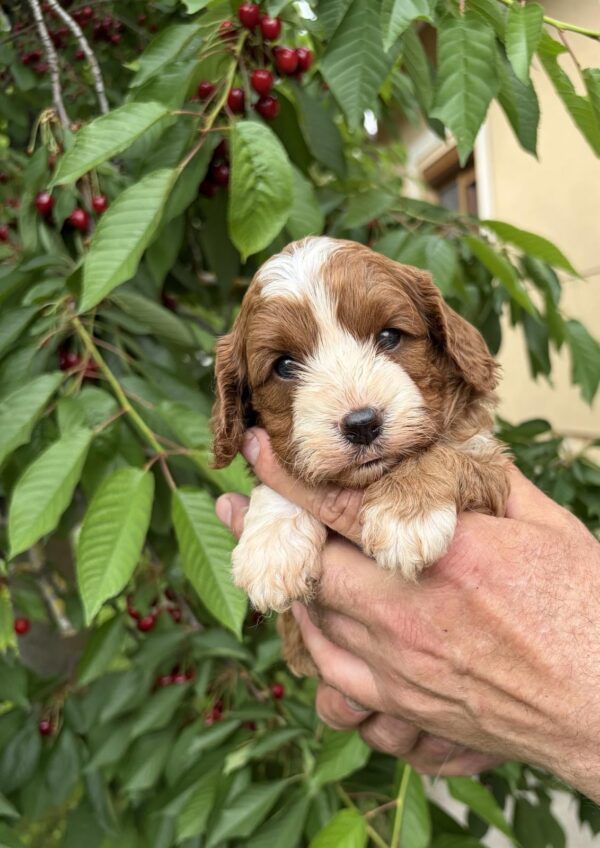 Lelle Cavapoo Lelle Cavapoo