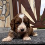 Lelle-female-cavapoo-puppy-for-sale- (3)