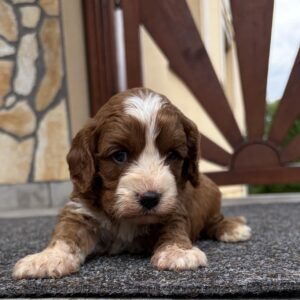 Lelle Cavapoo Lelle Cavapoo