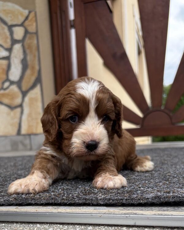 Lelle Cavapoo Lelle Cavapoo