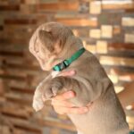 Leo-male-French-bulldog-puppy-for-sale-1