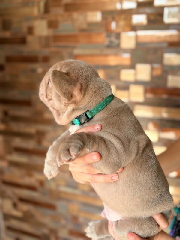 Leonny French Bulldog Leonny French Bulldog