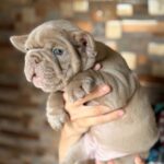 Leo-male-French-bulldog-puppy-for-sale-2