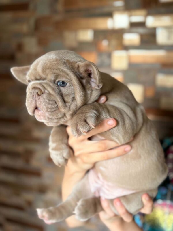 Leonny French Bulldog Leonny French Bulldog