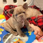 Leo-male-French-bulldog-puppy-for-sale-3