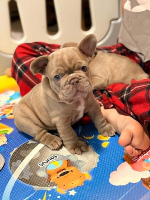 Leonny French Bulldog Leonny French Bulldog