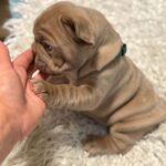 Leo-male-French-bulldog-puppy-for-sale-4