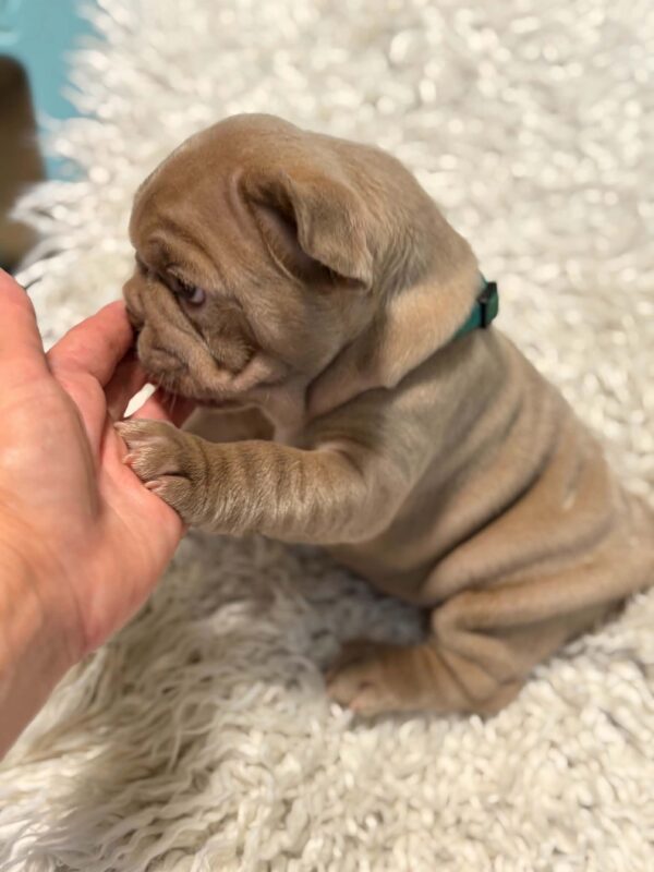 Leonny French Bulldog Leonny French Bulldog