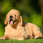 Leo-male-Retriever-puppy-for-sale-1